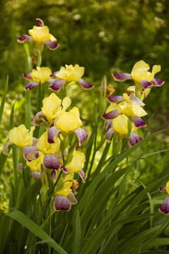 Fleurs-de-lis, Irises In The Garden