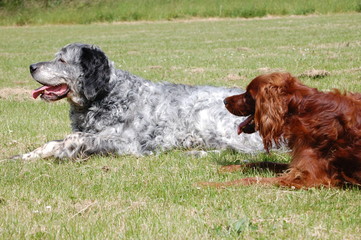English Setter & Irish Setter