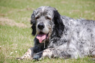 English Setter