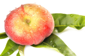 Bergpfirsich mit Tautropfen