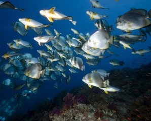 Fototapeta na wymiar ocean, coral and orbicular spadefish
