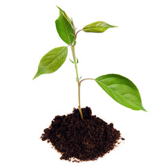 Plant in land - new life concept