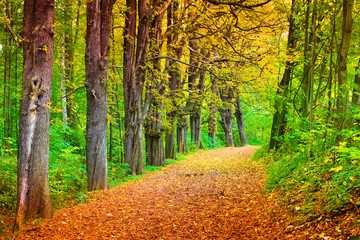Obraz premium forest path in fall, Poland