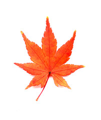 紅葉のイロハモミジ