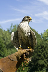 Greifvogel auf dem Handschuh eines Falkners