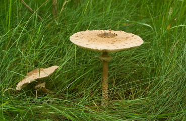 mushroom