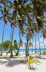 Fototapeta premium plage marie-galante