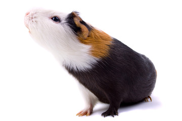 Guinea pig isolated on white