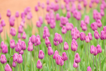 pink tulips, very shallow focus