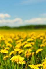 Fototapeta premium dandelion field, shallow focus