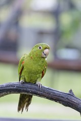 perroquet (Amazone)
