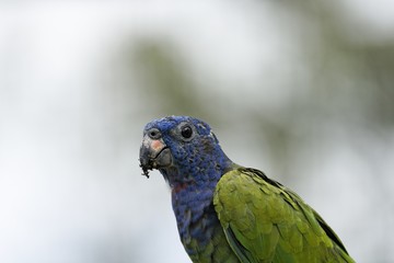 Perroquet (pionnus menstruus)