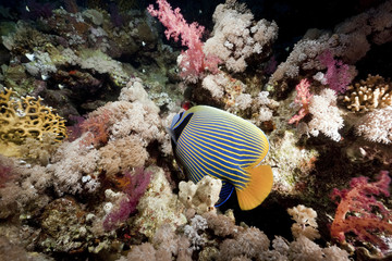 Fototapeta na wymiar ocean and emperor angelfish