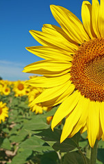 tournesol, tournesol dans un champs
