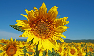 tournesol, culture et champs de tournesol