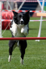 Border Collie beim Agility