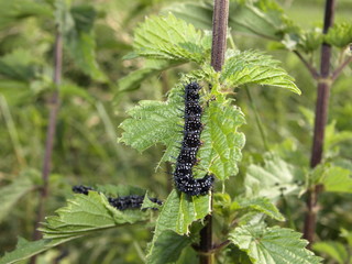 Raupe auf Brennnessel