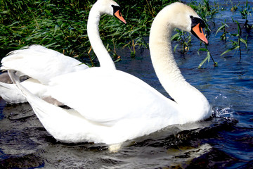 Beautiful swans family on blue lake