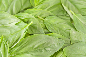 particolare basilico