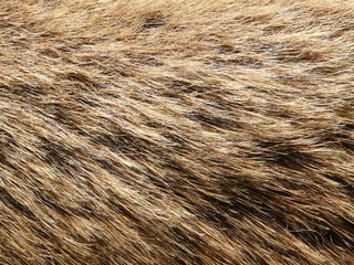 Wildschweinfell