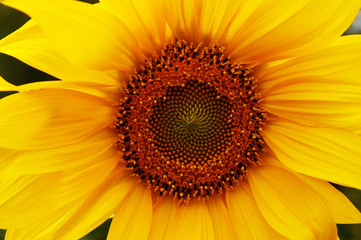 Obraz premium Sunflower