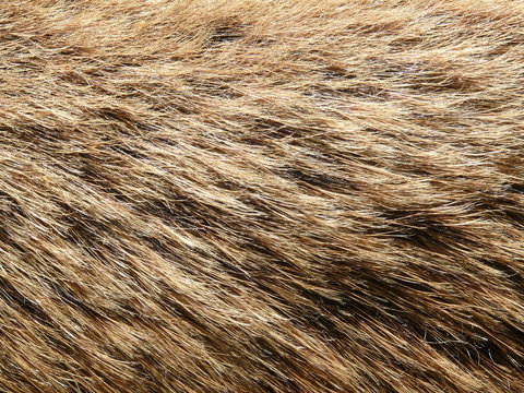 Wildschweinfell