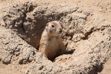 S&uuml;&szlig;er Pr&auml;riehund in Nahaufnahme