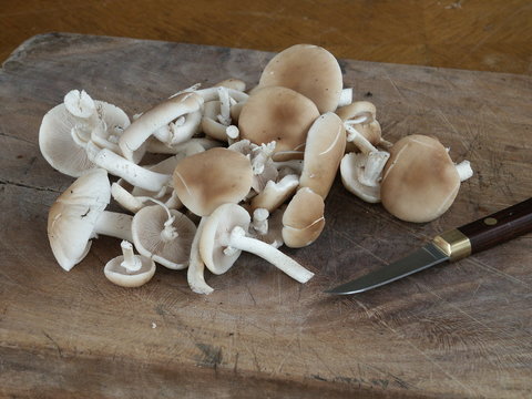 Des champignons pholiote du peuplier pr&ecirc;ts &agrave; &ecirc;tre cuisin&eacute;s