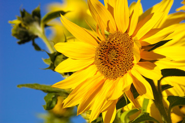 Sonnenblumen, Sommertag