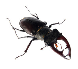 beetle deer , (Lucanus cervus L). (isolated)