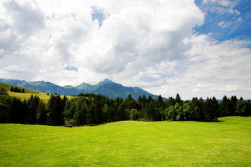 Fototapeta na wymiar grass valley in forest during summer