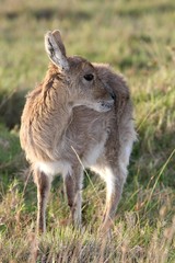 Young Reedbuck Antelope