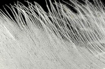 feather