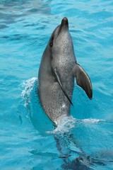 Dolphin Tail Walk