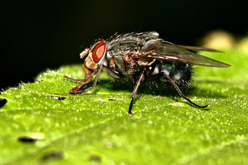 House Fly On leaf