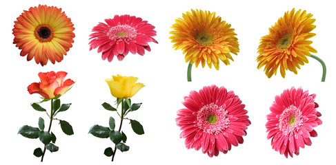 pink, yellow and orange gerbera and rose flowers