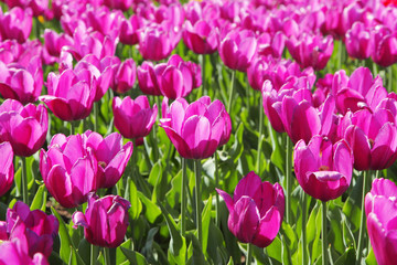 Tulips