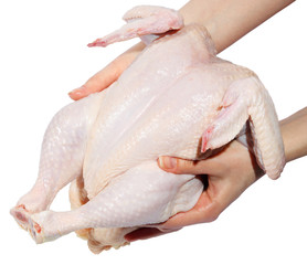 Fresh hen in a hand on a white background. (isolated)