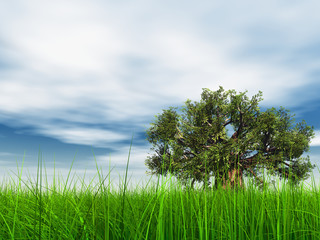 Obraz premium 3d green grass, a blue sky with a natural old baobab tree