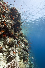 Plakat ocean,coral and fish
