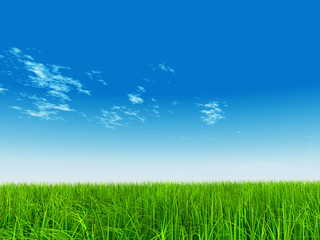 Fototapeta na wymiar High resolution grass and sky background