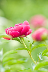 Spring Blooming in the Garden