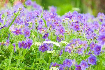 Obraz premium early summer flowering geranium by the name of gravetye