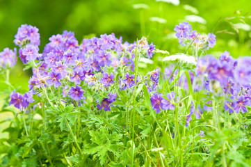 Obraz premium early summer flowering geranium by the name of gravetye