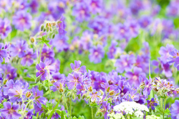 Fototapeta premium early summer flowering geranium by the name of gravetye