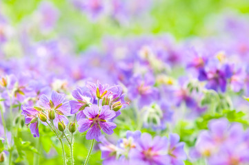 Fototapeta premium early summer flowering geranium by the name of gravetye