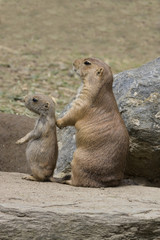 Prairie Dog - Parent and Baby _MG_8654