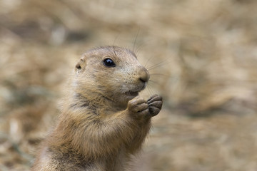 Prairie Dog (Cynomys)_MG_8638