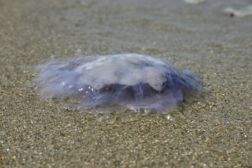 Meduza © wodzuRC