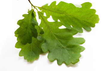 oak